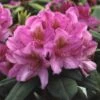 Rhododendron (Rhododendron 'Delta') -OL Planten Winkel rhdelta 2 1