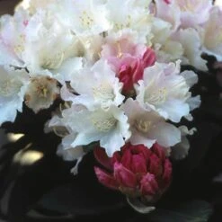 Dwergrhododendron (Rhododendron 'Dreamland') -OL Planten Winkel rhdreaml 2