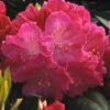 Rhododendron (Rhododendron 'Germania') -OL Planten Winkel rhgerman 2 2