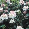 Rhododendron (Rhododendron 'Gomer Waterer') -OL Planten Winkel rhgwater 2
