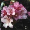 Dwergrhododendron (Rhododendron 'Kalinka') -OL Planten Winkel rhkalink 2