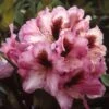 Rhododendron (Rhododendron 'Kokardia') -OL Planten Winkel rhkokard 2 1