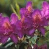 Rhododendron (Rhododendron 'Marcel Menard') -OL Planten Winkel rhmmenar 1