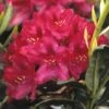 Rhododendron (Rhododendron 'Nova Zembla') -OL Planten Winkel rhnzembl 7 1