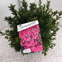 Japanse Azalea (Rhododendron 'Madame Van Hecke') 26 Japanse Azalea (Rhododendron 'Madame Van Hecke') -OL Planten Winkel rho. aj mme van hecke c10