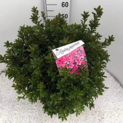 Japanse Azalea (Rhododendron 'Madame Van Hecke') 29 Japanse Azalea (Rhododendron 'Madame Van Hecke') -OL Planten Winkel rho. aj mme van hecke c15