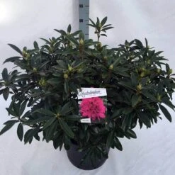 Rhododendron (Rhododendron 'Anah Kruschke') -OL Planten Winkel rho. anah kruschke c30