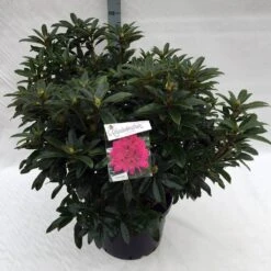 Rhododendron (Rhododendron 'Anah Kruschke') -OL Planten Winkel rho. anah kruschke c40 1