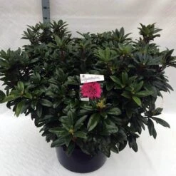 Rhododendron (Rhododendron 'Anah Kruschke') -OL Planten Winkel rho. anah kruschke c80 1