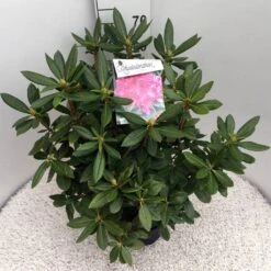Rhododendron (Rhododendron 'Cosmopolitan') -OL Planten Winkel rho. cosmopolitan c10 50 cm 1