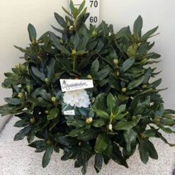 Rhododendron (Rhododendron 'Cunningham White') 31 Rhododendron (Rhododendron 'Cunningham White') -OL Planten Winkel rho. cunn white c20 1