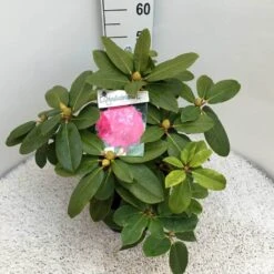 Rhododendron (Rhododendron 'Germania') -OL Planten Winkel rho. germania c10 50 cm 1