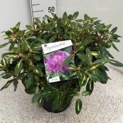 Rhododendron (Rhododendron 'Goldflimmer') -OL Planten Winkel rho. goldflimmer c10 50 cm 2