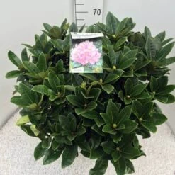 Rhododendron (Rhododendron 'Gomer Waterer') -OL Planten Winkel rho. gomer waterer c20 2