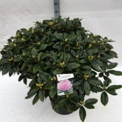 Rhododendron (Rhododendron 'Gomer Waterer') -OL Planten Winkel rho. gomer waterer c40