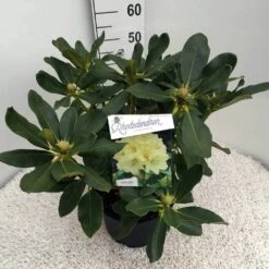 Rhododendron (Rhododendron 'Horizon Monarch') -OL Planten Winkel rho. horizon monarch c10 50 cm 2