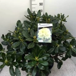 Rhododendron (Rhododendron 'Horizon Monarch') -OL Planten Winkel rho. horizon monarch c20 1