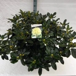 Rhododendron (Rhododendron 'Horizon Monarch') -OL Planten Winkel rho. horizon monarch c40