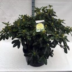 Rhododendron (Rhododendron 'Horizon Monarch') -OL Planten Winkel rho. horizon monarch c80