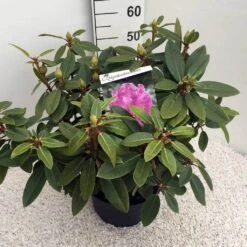 Rhododendron (Rhododendron 'Kokardia') -OL Planten Winkel rho. kokardia c10 50 cm