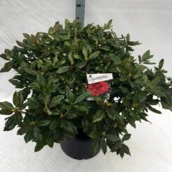 Rhododendron (Rhododendron 'Lord Roberts') -OL Planten Winkel rho. lord roberts c40 2