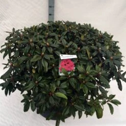 Rhododendron (Rhododendron 'Marie Forte') 23 Rhododendron (Rhododendron 'Marie Forte') -OL Planten Winkel rho. marie forte c80