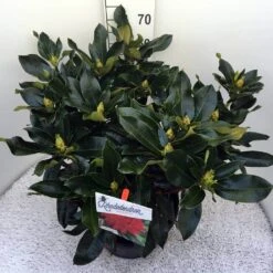 Rhododendron (Rhododendron 'Markeeta's Prize') -OL Planten Winkel rho. markeeta s prize c20 2