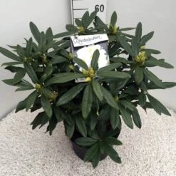 Rhododendron (Rhododendron 'Madame Masson') -OL Planten Winkel rho. mme masson c10 50 cm