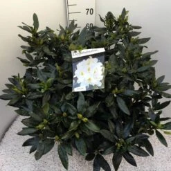 Rhododendron (Rhododendron 'Madame Masson') -OL Planten Winkel rho. mme masson c20 1