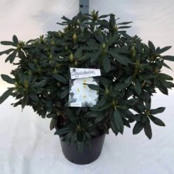 Rhododendron (Rhododendron 'Madame Masson') -OL Planten Winkel rho. mme masson c30 1