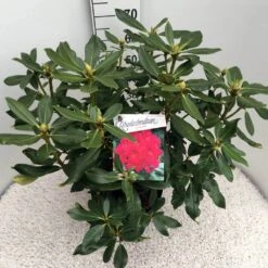Rhododendron (Rhododendron 'Nova Zembla') -OL Planten Winkel rho. nova zembla c10 50 cm 1