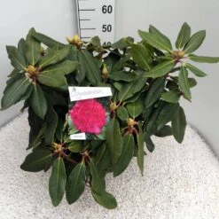 Rhododendron (Rhododendron 'American Beauty') -OL Planten Winkel rho. p. a. beauty c10 50 cm