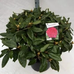 Rhododendron (Rhododendron 'American Beauty') -OL Planten Winkel rho. pierce amercian beauty c40