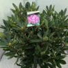 Bosrhododendron (Rhododendron Ponticum 'Roseum') 1 Bosrhododendron (Rhododendron Ponticum 'Roseum') -OL Planten Winkel rho. ponticum roseum c20
