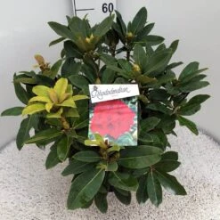 Rhododendron (Rhododendron 'Red Jack') -OL Planten Winkel rho. red jack c10 50 cm 2