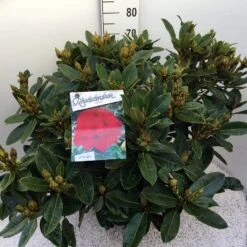 Rhododendron (Rhododendron 'Red Jack') -OL Planten Winkel rho. red jack c20