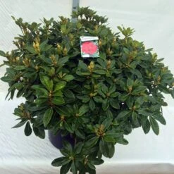 Rhododendron (Rhododendron 'Red Jack') -OL Planten Winkel rho. red jack c80 2