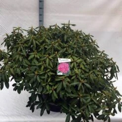 Rhododendron (Rhododendron 'Roseum Elegans') 37 Rhododendron (Rhododendron 'Roseum Elegans') -OL Planten Winkel rho. roseum elegans c80