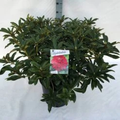 Rhododendron (Rhododendron 'Wilgen's Ruby') -OL Planten Winkel rho. wilgen s ruby c30