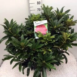 Rhododendron (Rhododendron 'Wilgen's Ruby') -OL Planten Winkel rho. wilgens ruby c20