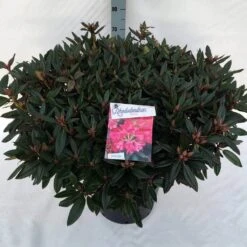 Rhododendron (Rhododendron 'Winsome') -OL Planten Winkel rho. winsome c30 2