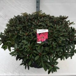 Rhododendron (Rhododendron 'Winsome') -OL Planten Winkel rho. winsome c40 2