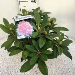 Rhododendron (Rhododendron 'Doc') -OL Planten Winkel rho. y doc c5 1