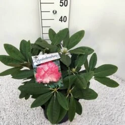 Dwergrhododendron (Rhododendron 'Fantastica') -OL Planten Winkel rho. y fantastica c5 1