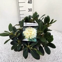 Rhododendron (Rhododendron 'Flava') -OL Planten Winkel rho. y flava c5 1