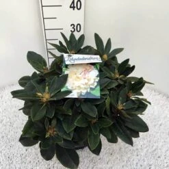 Dwergrhododendron (Rhododendron 'Golden Torch') -OL Planten Winkel rho. y golden torch c5