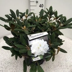 Dwergrhododendron (Rhododendron 'Porzellan') -OL Planten Winkel rho. y porzelan c10