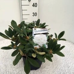 Dwergrhododendron (Rhododendron 'Porzellan') -OL Planten Winkel rho. y porzelan c5