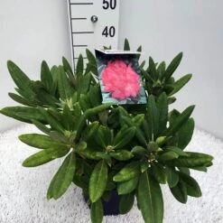 Dwergrhododendron (Rhododendron 'Sweet Sue') -OL Planten Winkel rho. y sweet sue c5
