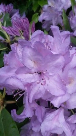 Bestsellers -OL Planten Winkel rhodo boursault